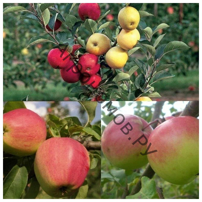 Дерево-сад (5 летка) яблоня 2 сорта Богатырь - Успенское - фото 1
