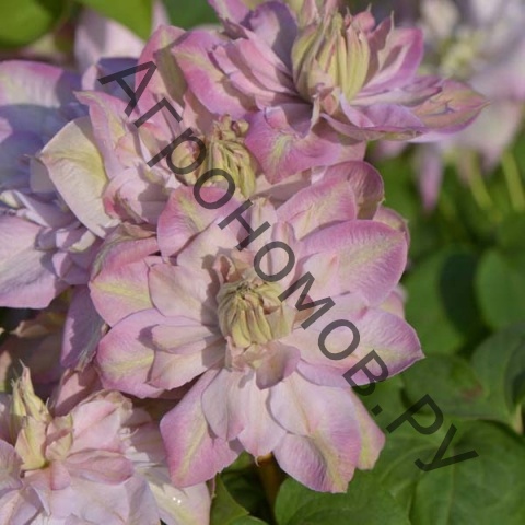 Клематис крупноцветковый Люкс Инносент Блаш  - фото 1