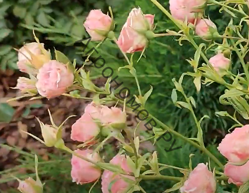 Роза флорибунда Блаш Винтер Джевел - фото 1