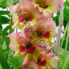 Гладиолус крупноцветковый Саппоро