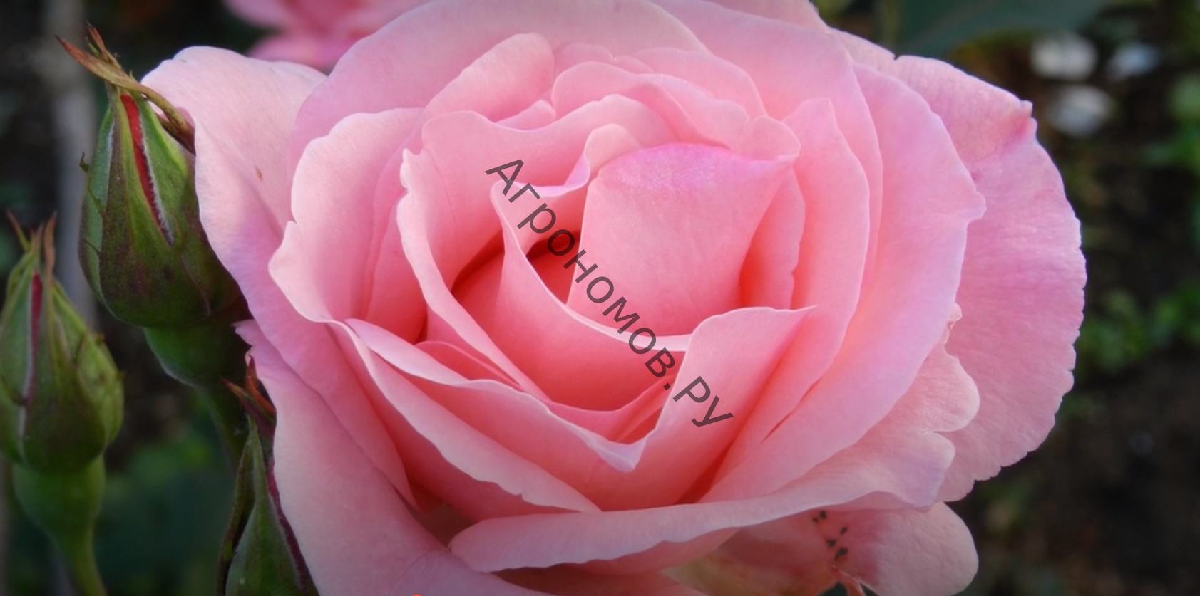 Роза флорибунда Квин Элизабет - фото 1
