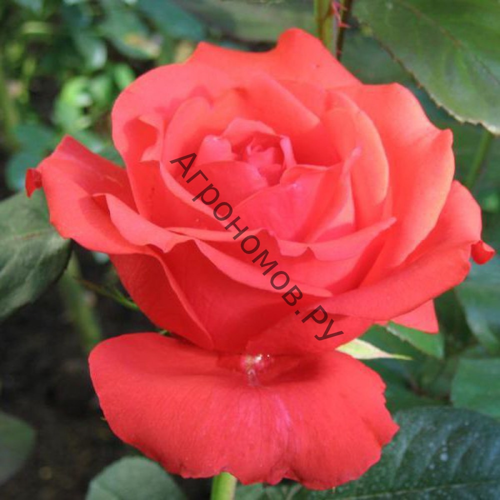 Роза чайно-гибридная Холстенперл - фото 1
