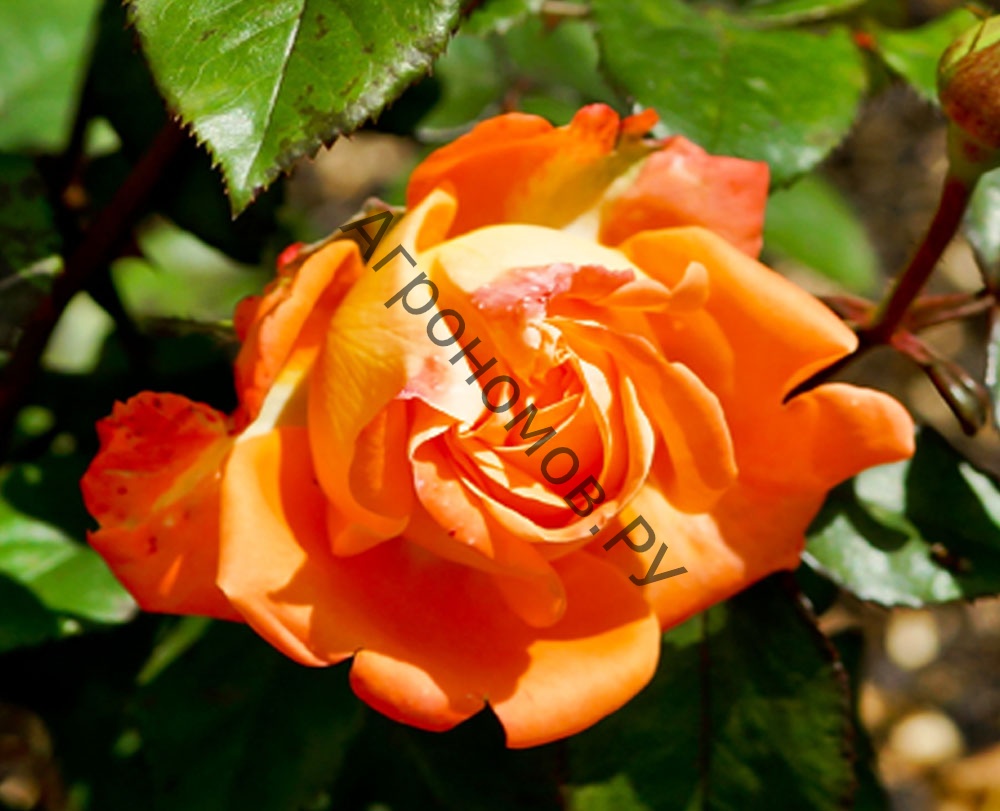 Роза чайно-гибридная Вуду - фото 1