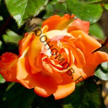 Роза чайно-гибридная Вуду