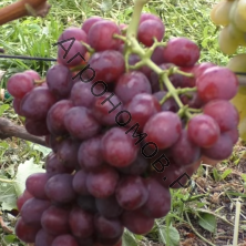 Виноград плодовый Ливия 