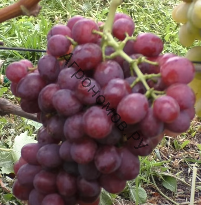 Виноград плодовый Ливия  - фото 1