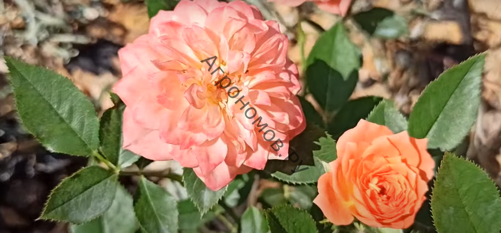 Роза миниатюрная Нинетта - фото 1