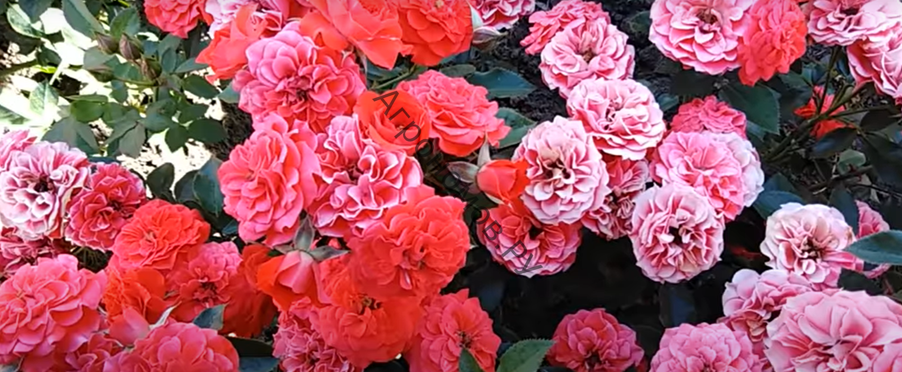 Роза миниатюрная Ориндж Бэбифлор - фото 1