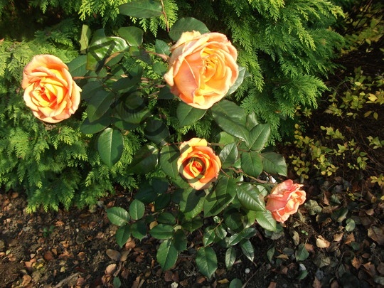 Роза чайно-гибридная Дорис Тистерман - фото 1