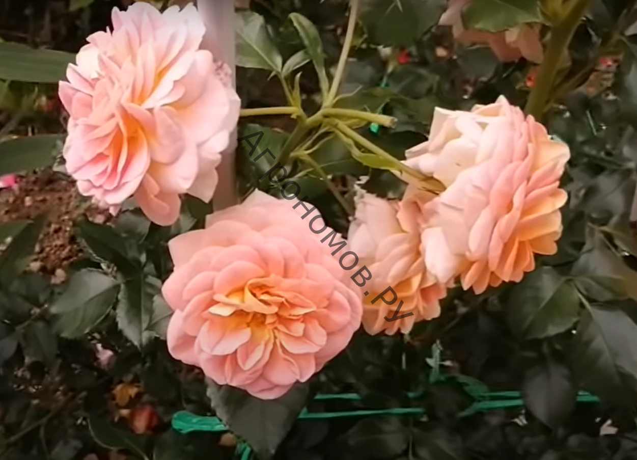  Роза парковая Концерто 94  - фото 1