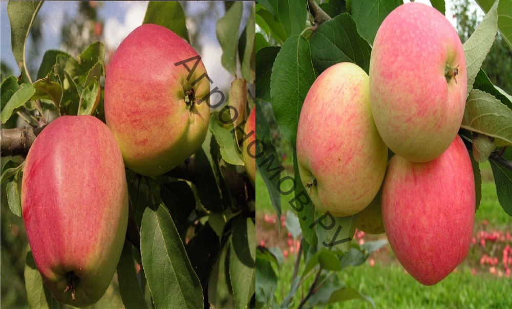 Дерево-сад (5 летка) яблоня 2 сорта Кандиль орловский - Юбиляр - фото 1
