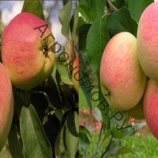 Дерево-сад (5 летка) яблоня 2 сорта Кандиль орловский - Юбиляр