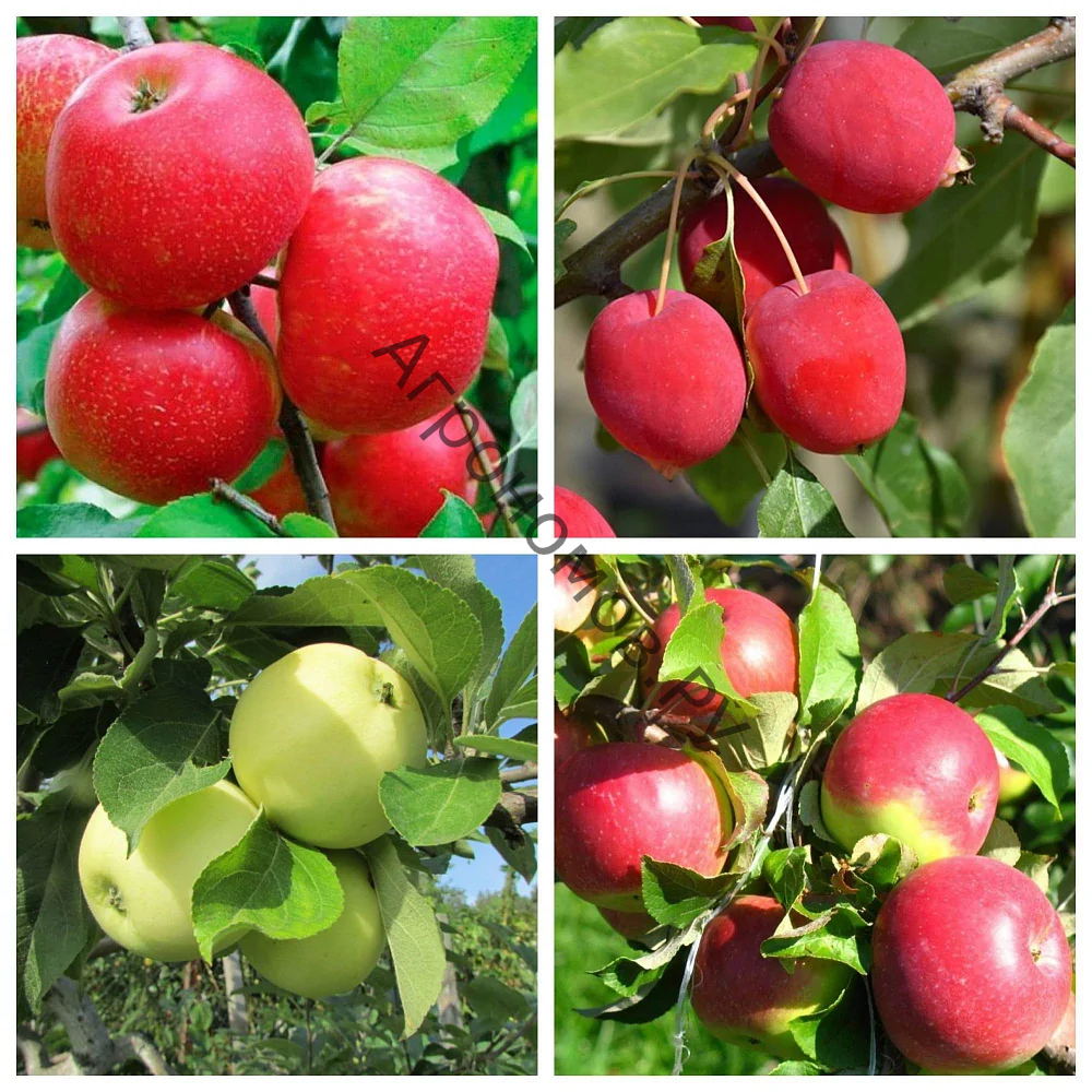 Дерево-сад (3-4 летка) яблоня 4 сорта Хоней Крисп - Китайка Долго - Налив белый - Уэлси - фото 1