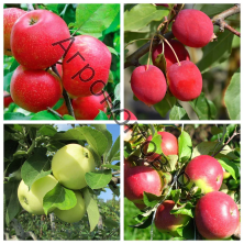 Дерево-сад (3-4 летка) яблоня 4 сорта Хоней Крисп - Китайка Долго - Налив белый - Уэлси