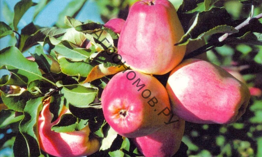 Дерево-сад (5 летка) яблоня 2 сорта Орлик - Кандиль орловский - фото 1
