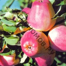 Дерево-сад (5 летка) яблоня 2 сорта Орлик - Кандиль орловский