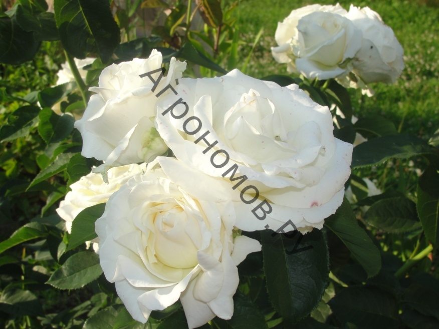 Роза чайно-гибридная Шопен - фото 1