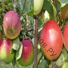 Дерево-сад (2-3 летка) яблоня 2 сорта Уэлси - Орловим
