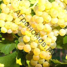 Саженцы виноград плодовый Виорика