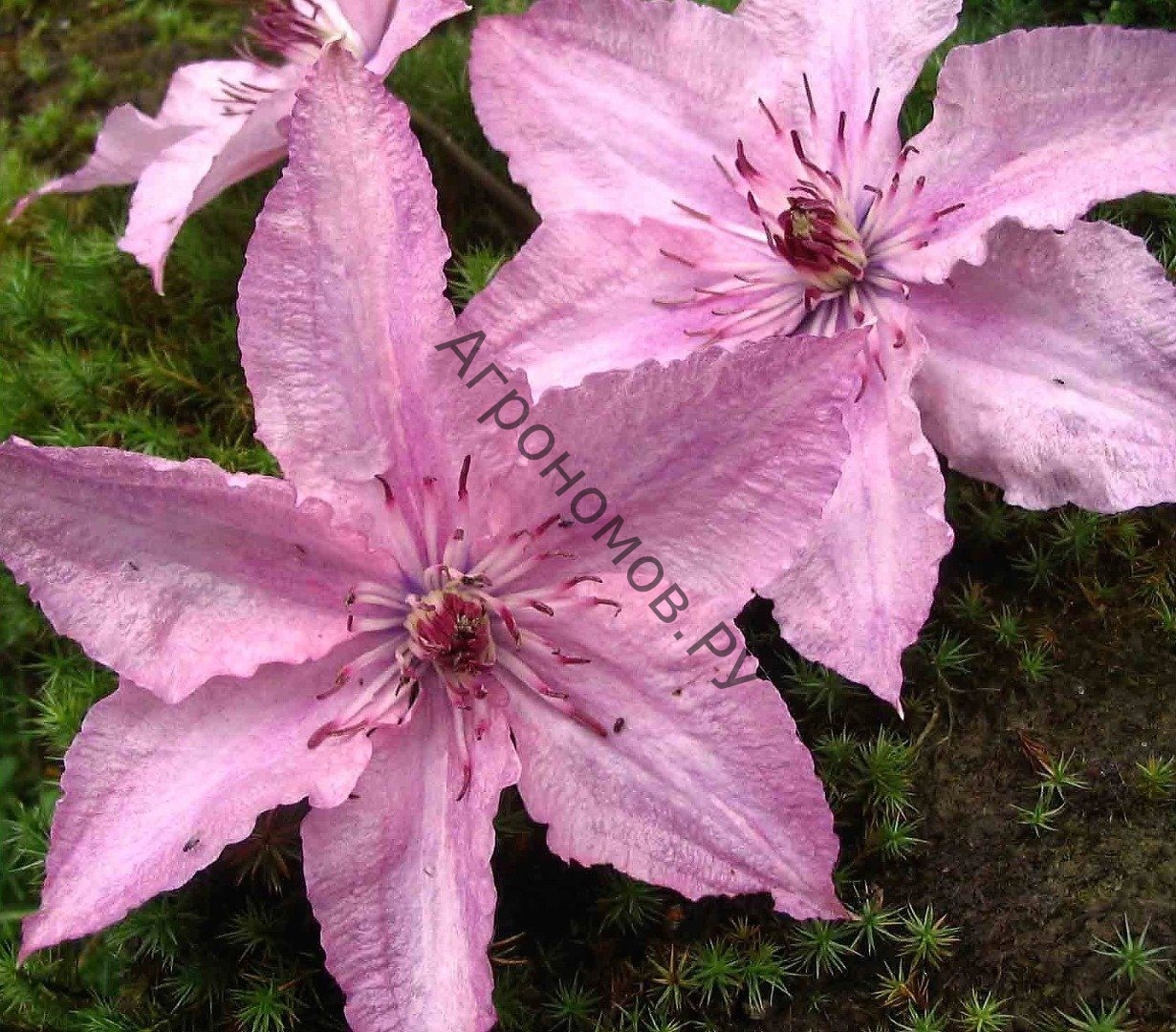 Клематис крупноцветковый Хегли Хайбрид - фото 1