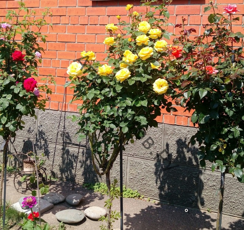 Роза штамбовая флорибунда Майсур - фото 1