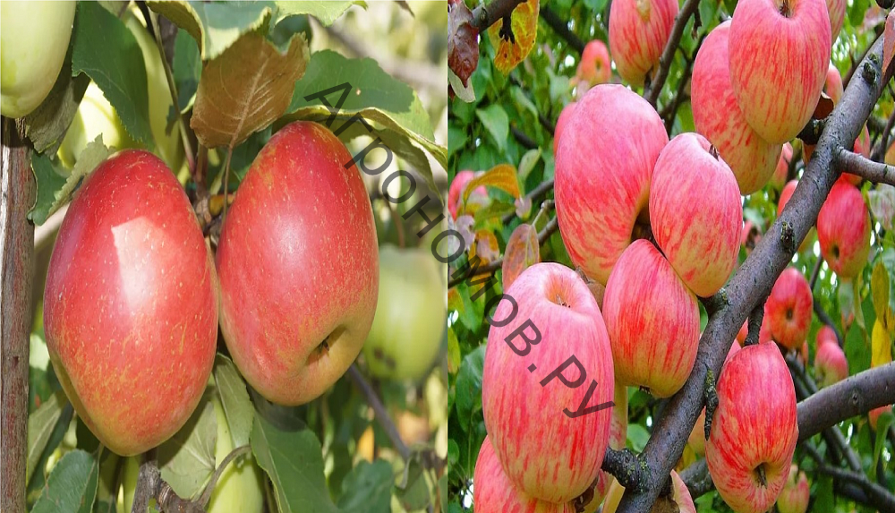 Дерево-сад (5 летка) яблоня 2 сорта Орловим - Мелба - фото 1