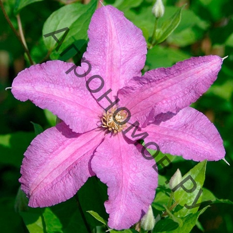 Клематис крупноцветковый Данута - фото 1