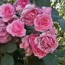 Роза плетистая Клайминг Парад
