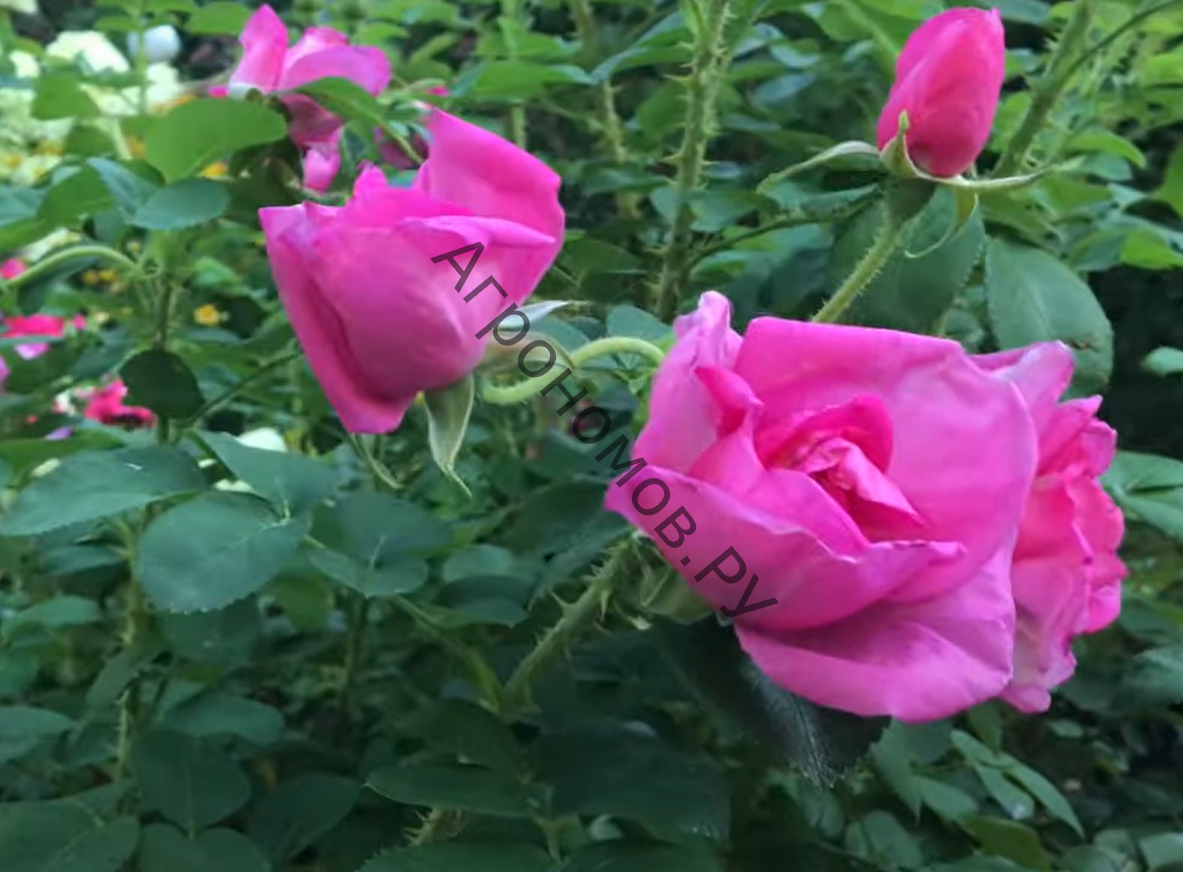 Роза канадская парковая Прайри Джой - фото 1