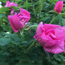 Роза канадская парковая Прайри Джой