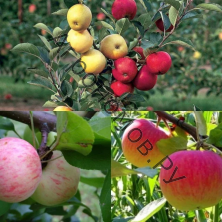 Дерево-сад (5 летка) яблоня 2 сорта Грушовка Московская - Медуница