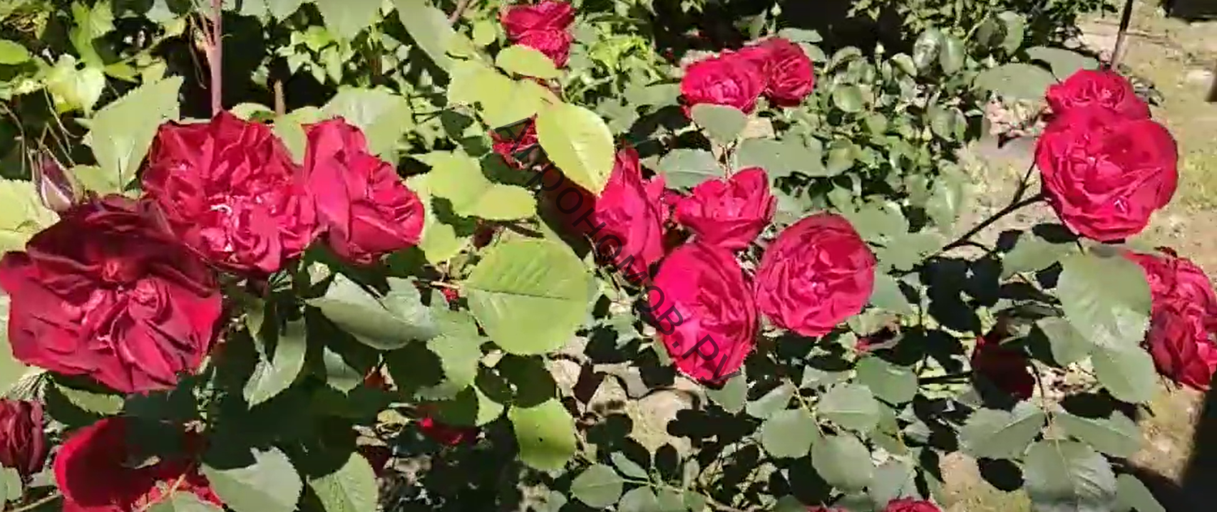 Роза канадская парковая Хоуп оф Хьюманити  - фото 1
