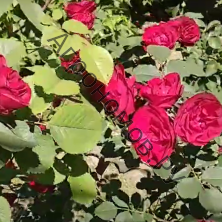 Роза канадская парковая Хоуп оф Хьюманити 