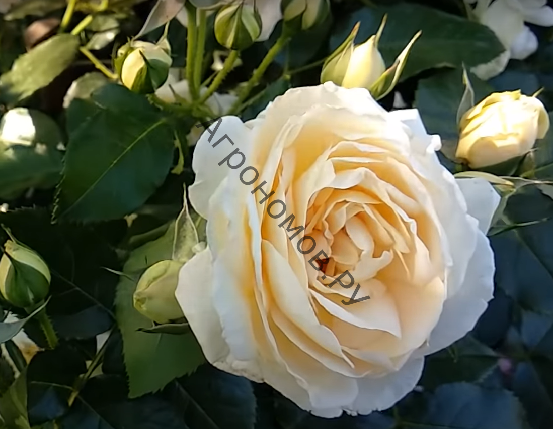 Роза парковая Вайт Энжел - фото 1