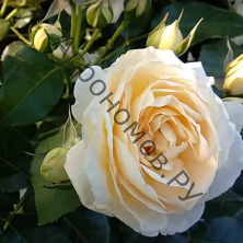 Роза парковая Вайт Энжел
