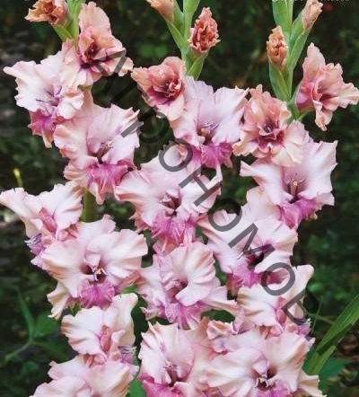 Гладиолус крупноцветковый Свит Принцесс - фото 1