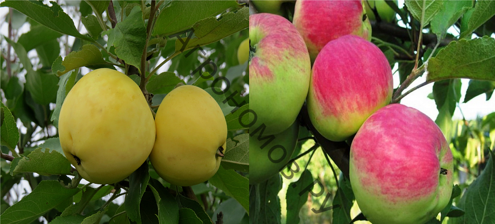 Дерево-сад (5 летка) яблоня 2 сорта Мантет - Налив белый - фото 1