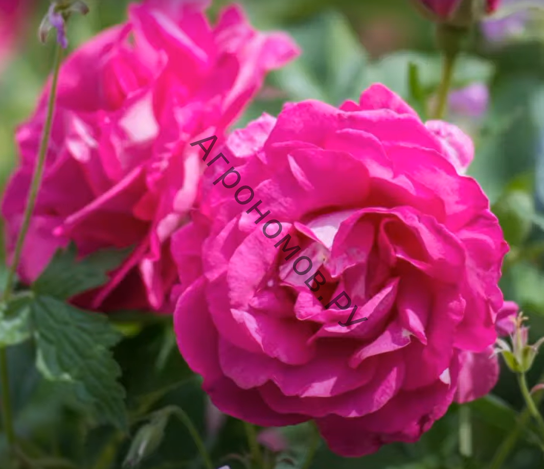 Роза канадская парковая Модэн Аморетт - фото 1