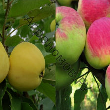 Дерево-сад (5 летка) яблоня 2 сорта Мантет - Налив белый