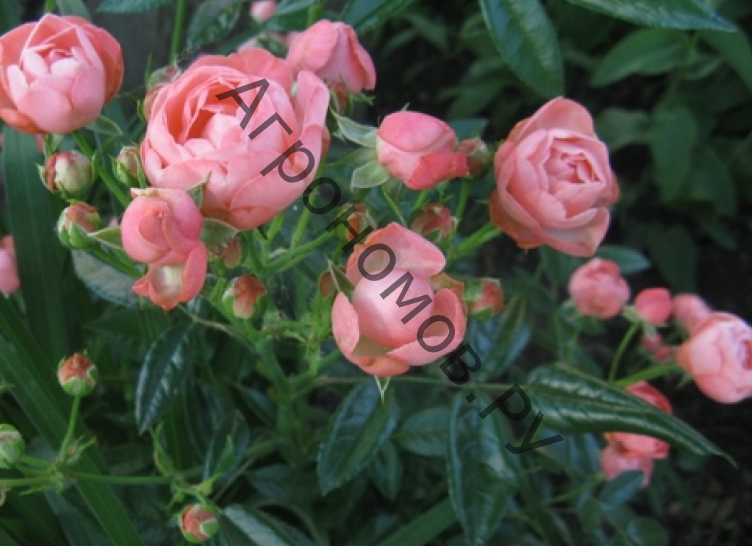 Роза миниатюрная Пинк Морсдаг - фото 1