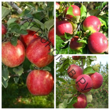 Дерево-сад (3-4 летка) яблоня 3 сорта Хоней Крисп - Уэлси - Жигулевское