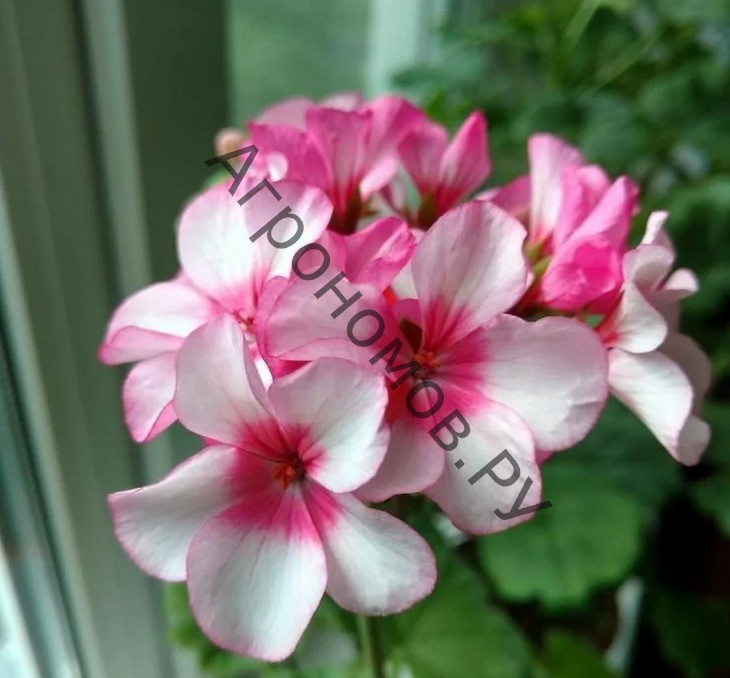 Пеларгония Маверик Бело-розовая  - фото 1