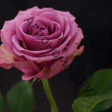 Роза чайно-гибридная Кул Ватэ