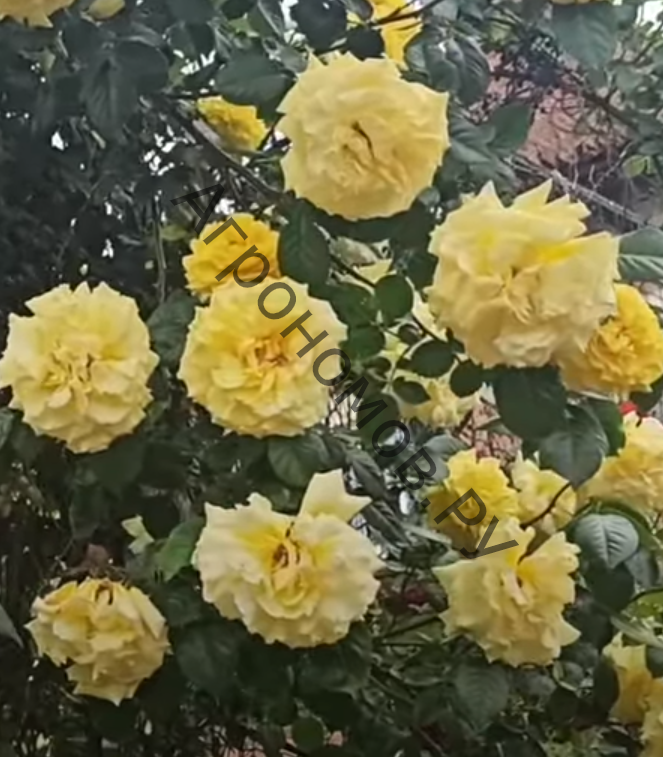 Роза плетистая Голден Дан - фото 1