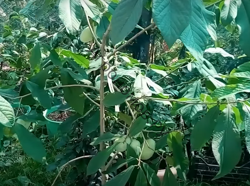 Азимина трёхлопастная (банановое дерево) - фото 1