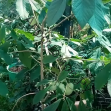 Азимина трёхлопастная (банановое дерево)