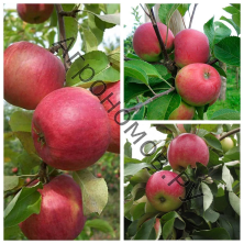 Дерево-сад (3-4 летка) яблоня 3 сорта Юбиляр - Красное раннее - Мелба