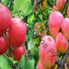 Дерево-сад (5 летка) яблоня 2 сорта Хоней Крисп - Мелба