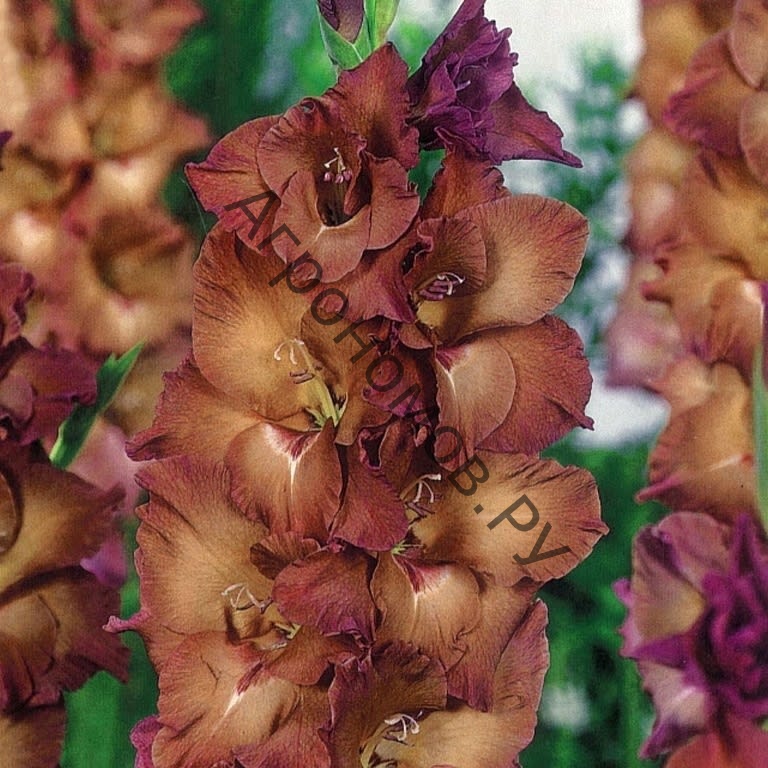 Гладиолус крупноцветковый Даск - фото 1