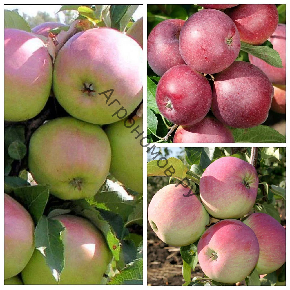 Дерево-сад (2-3летка) яблоня 3 сорта Синап Орловский - Спартан - Свежесть - фото 1